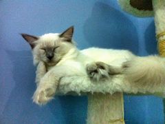 -喵的天空名猫咖啡馆·撸猫·猫舍·用品