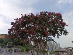-磁器口古镇