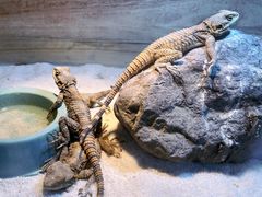 -青石桥花鸟鱼虫市场(叠翠城店)