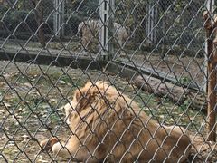 -合肥野生动物园