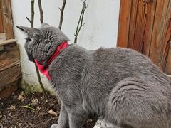 -喵屿·大理花园猫咖