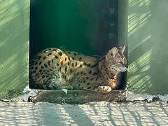 -栾川竹海野生动物园