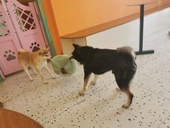 -喜柴咖啡·柴犬狗咖