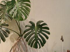 -莱蔻·圣灸堂·推拿艾灸(天山店)