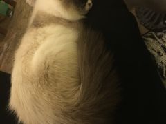 -猫色咖啡·猫咖