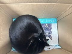 -东莞宠友24H宠物中心医院·转诊夜诊·异宠(新河北路院)