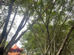-深圳龙潭公园