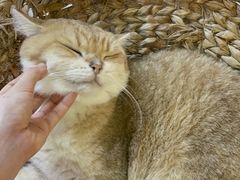 -Heymao猫咖.咖啡厅(东门店)