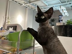 -琪喵猫屋·撸猫猫咖·猫舍