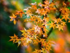 -铁山坪森林公园