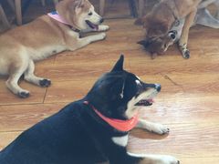 -柴犬高等学院·狗咖·柴犬售卖·宠物训练