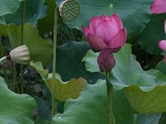 -陶辛水韵