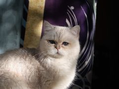 -喵屿·大理花园猫咖