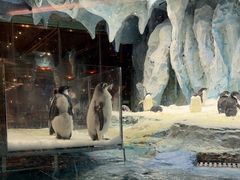 -帝企鹅自助餐厅•儿童岛•真企鹅(长隆企鹅酒店)