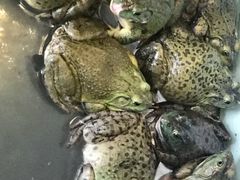 -小小河边鱼·黄辣丁鲜鱼锅(黎阳店)