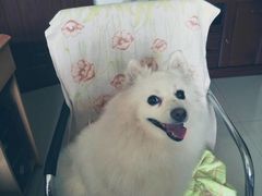 -猫尾侦探俱乐部·剧本杀·狼人杀