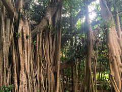 -深圳仙湖植物园