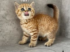 -小猫来了·猫舍(红山六九七九店)