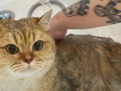 -momokira米努特·德文卷毛猫·棉花面纱犬