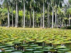 -中国科学院西双版纳热带植物园