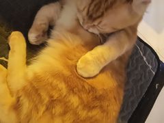 -平行世界·猫咖(首经贸店)