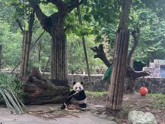 -都江堰中华大熊猫苑