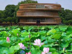 -荷塘月色湿地公园·向阳花洲