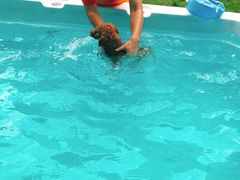 -翊宠yipet猫狗购宠庄园犬舍•猫舍