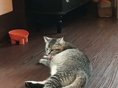 -猫岛主趣味餐厅(鼓浪屿店)