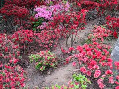 -梧桐山风景名胜区
