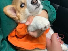 -利又安动物医院··老年病·猫科犬科·中兽医