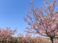 -新江湾城公园