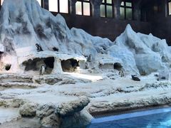 -帝企鹅自助餐厅•儿童岛•真企鹅(长隆企鹅酒店)