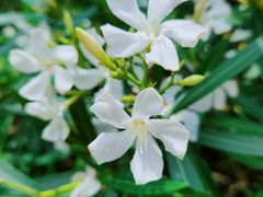 -春花秋色城市公园