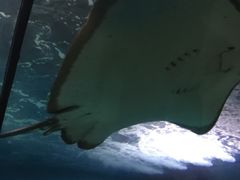 -苏州海洋馆