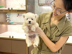 -翊宠yipet猫狗购宠庄园犬舍•猫舍