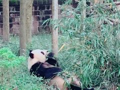 游乐设施-成都大熊猫繁育研究基地