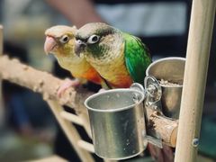 -青石桥花鸟鱼虫市场(叠翠城店)