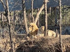 -石家庄市动物园