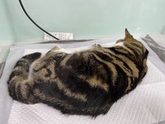 -达爱动物医院·犬猫分区·CT·复杂眼科(远洋山水分院)