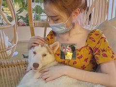 -Husky Go! 哈士奇体验馆·宠物咖啡厅狗咖