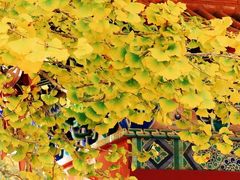 -遵化市禅林寺古银杏风景园