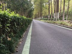 -合肥滨湖国家森林公园