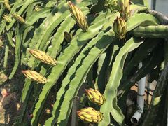 -海堤葡萄园中小学生研学基地