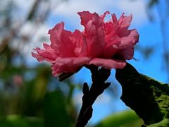 -桃花涧