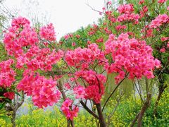 -南汇桃花村