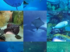 -珠海长隆海洋王国