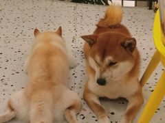 -喜柴咖啡·柴犬狗咖