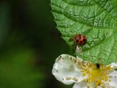 -西岭雪山大飞水景区