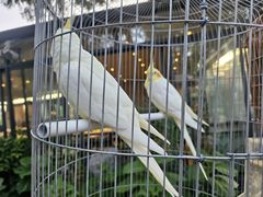 -蘇河湾·新鲁菜·泰山宴(泰山店)